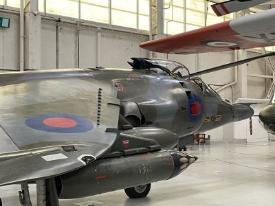 Harrier
