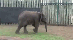 elephants